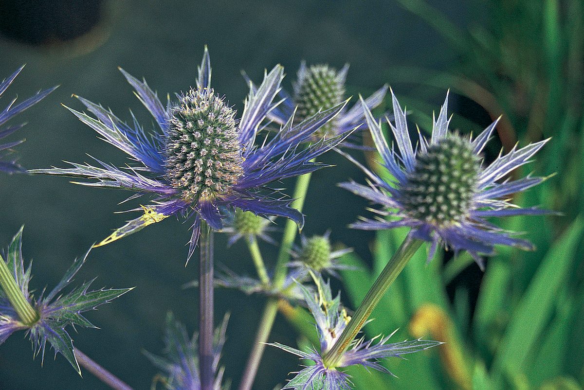 sea holly