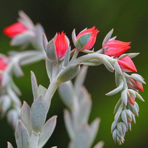 succulent facts