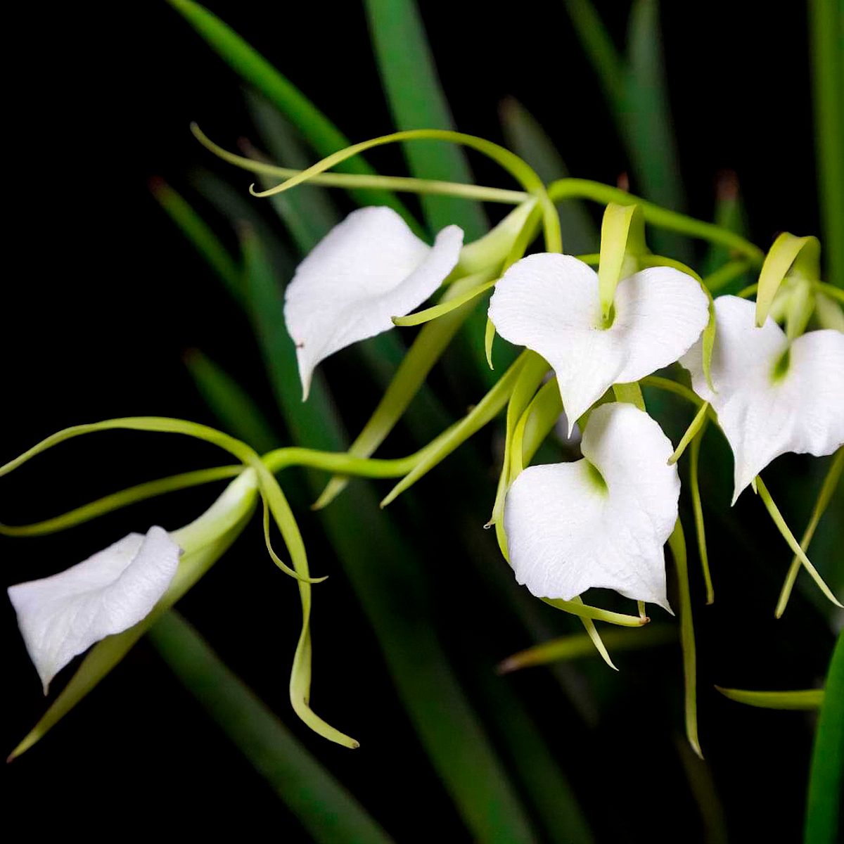 Brassavolaorchid