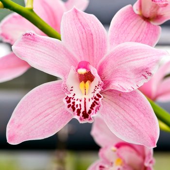 Cymbidium Orchid