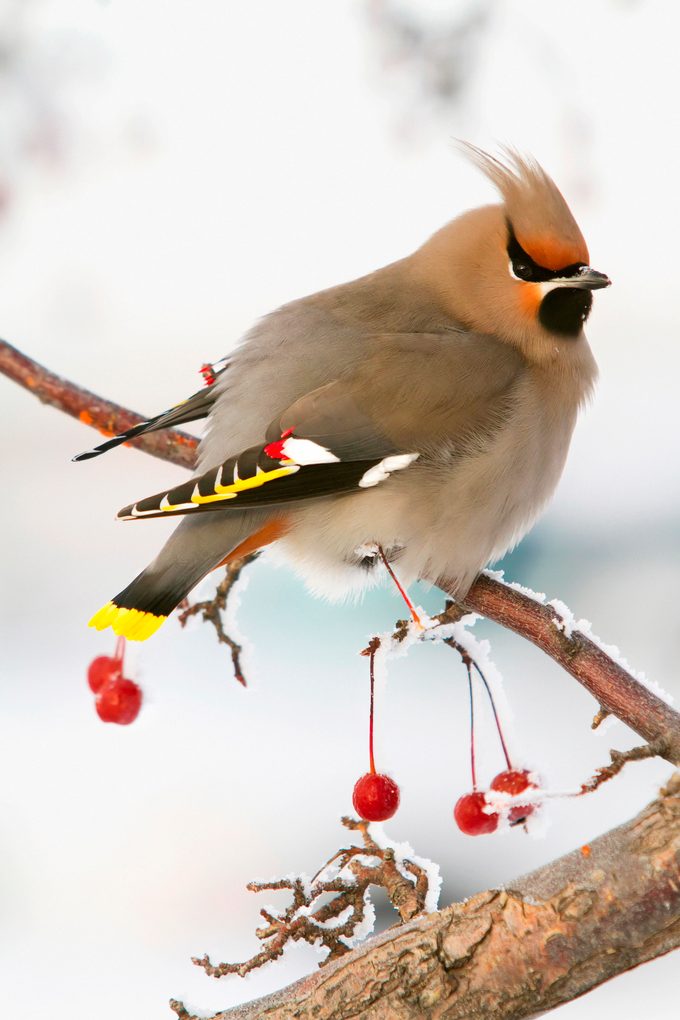 Bohemian Waxing Bird Feeding On Red Mountain Ash Berries, Anchorage, Southcentral Alaska, Winter