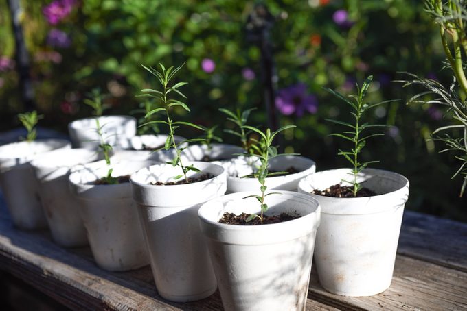 Narrow leaf milkweed plant starters for the garden butterflys