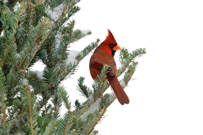 Cardinal In Fraser Fir