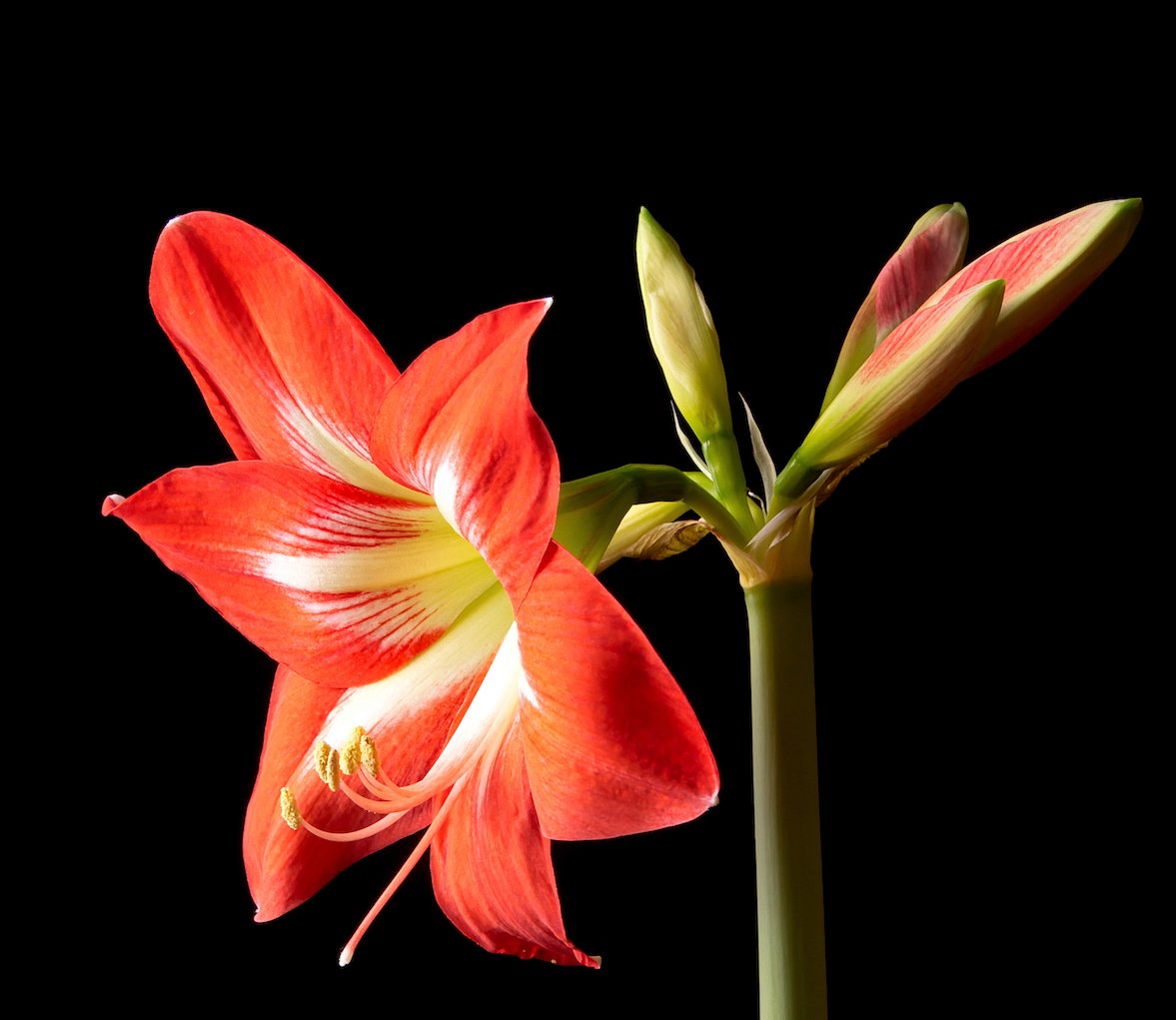 amaryllis seeds