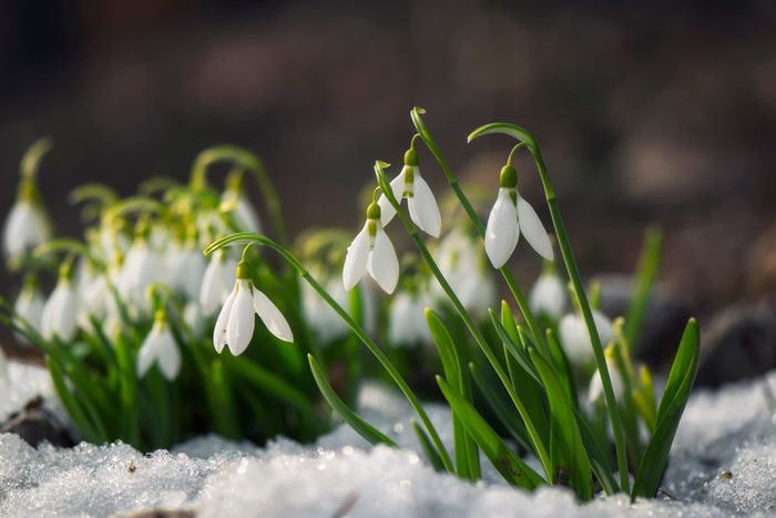 Snowdrop Flowers Blooming In Winter