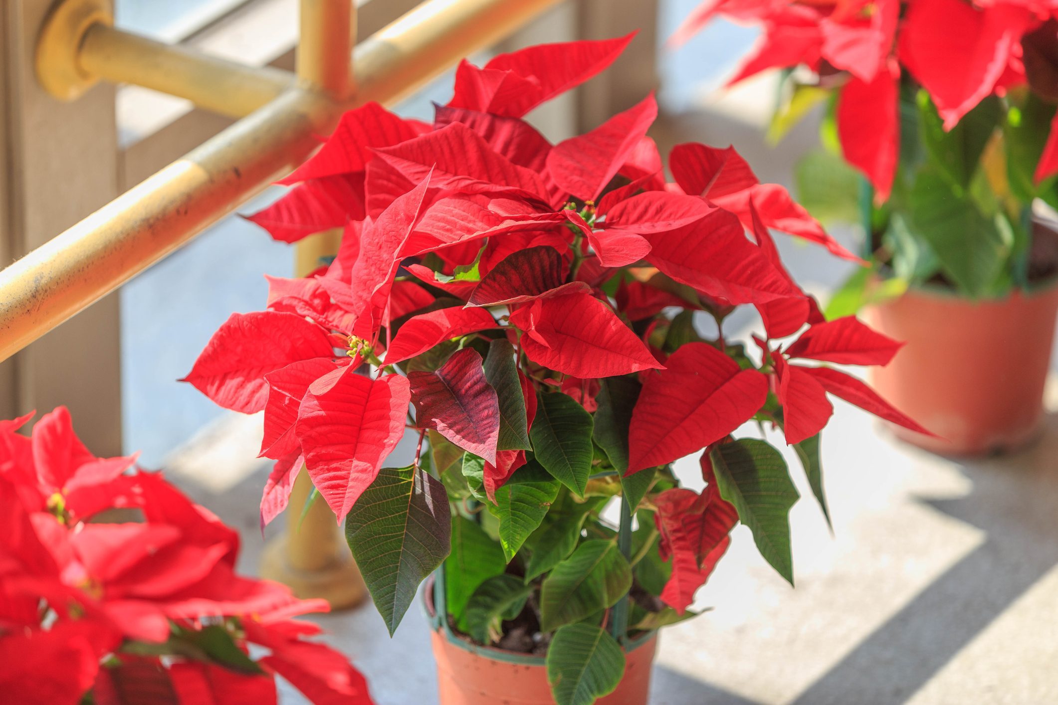 Poinsettia Common Poinsettia Xmas Flower