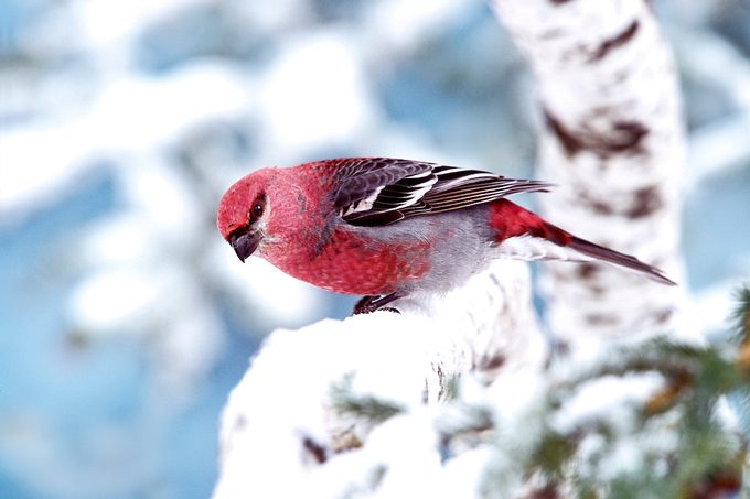 Pine Grosbeak 26728