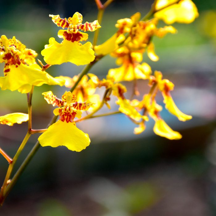 Oncidium Orchid, fragrant indoor plants