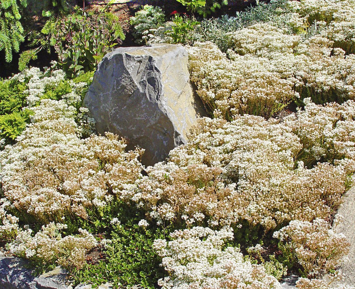 Sdumalbmcralcarpt colorful ground cover