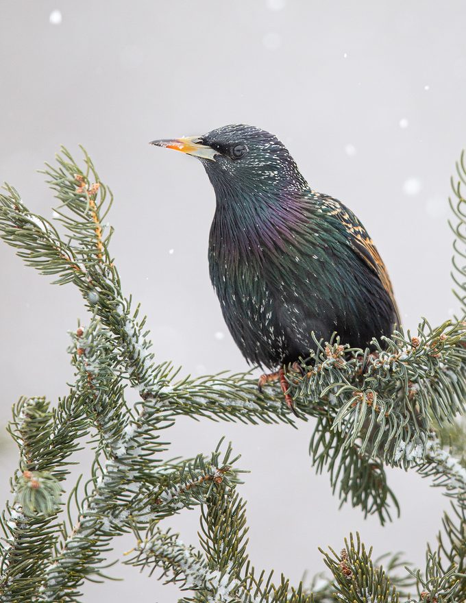 European starling