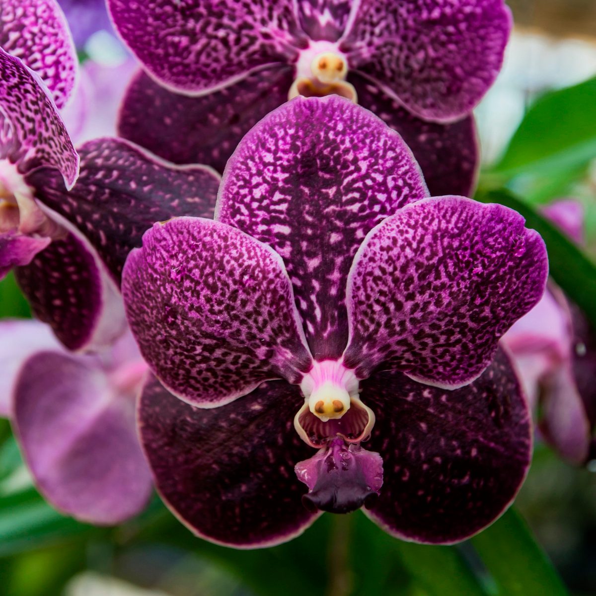 Vanda Orchid