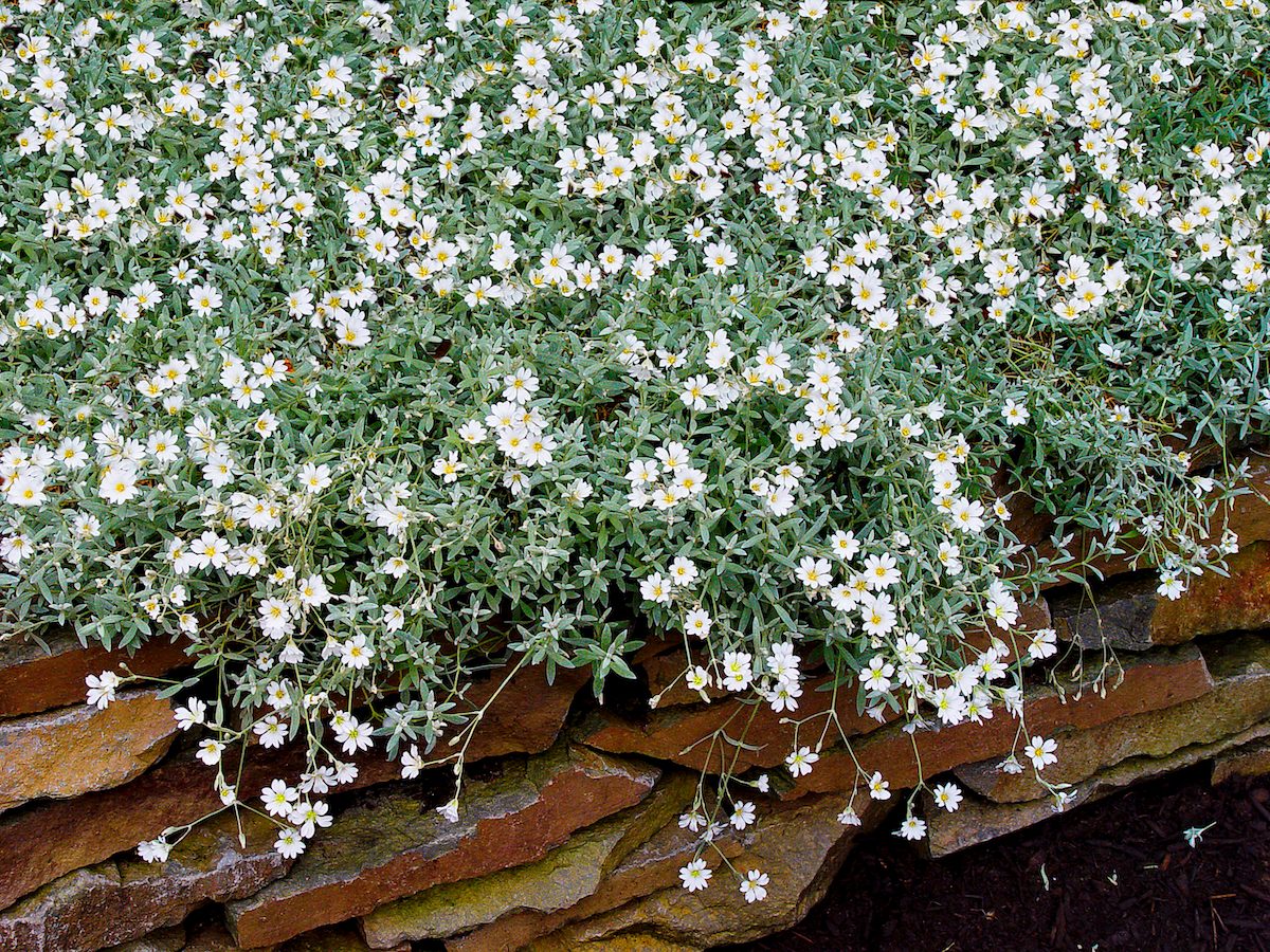 Cerastiumtomentosum colorful ground cover