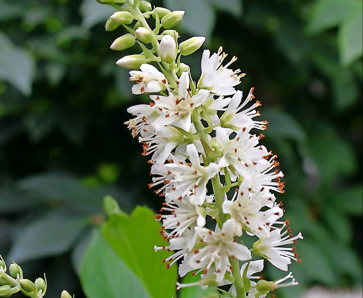 Clethrasugartinacrystalinabloom