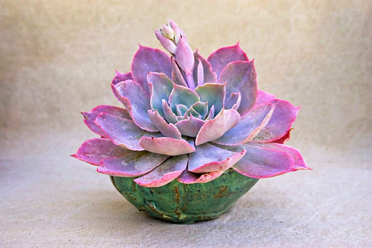 Top 10 Colorful Succulent Plants: Morning Light echeveria