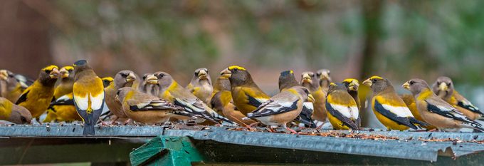 Yellow,,black,&,white,colored,evening,grosbeaks(coccothraustes,vespertinus),stop,to