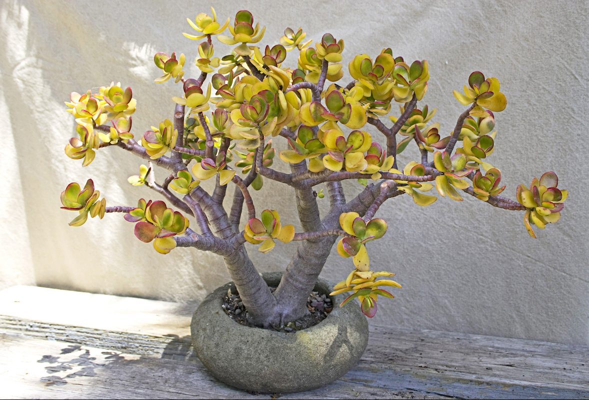Top 10 Colorful Succulent Plants: Sunset jade