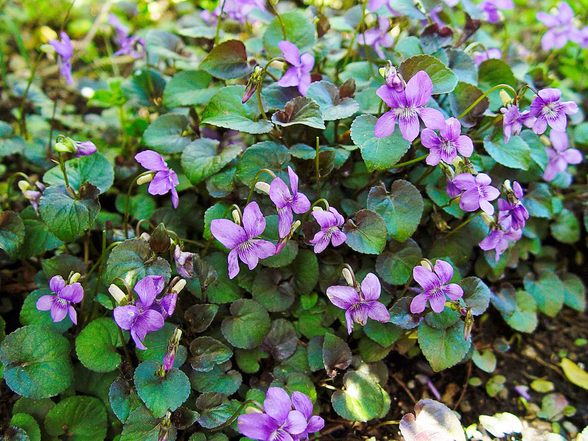 Violalabradorica