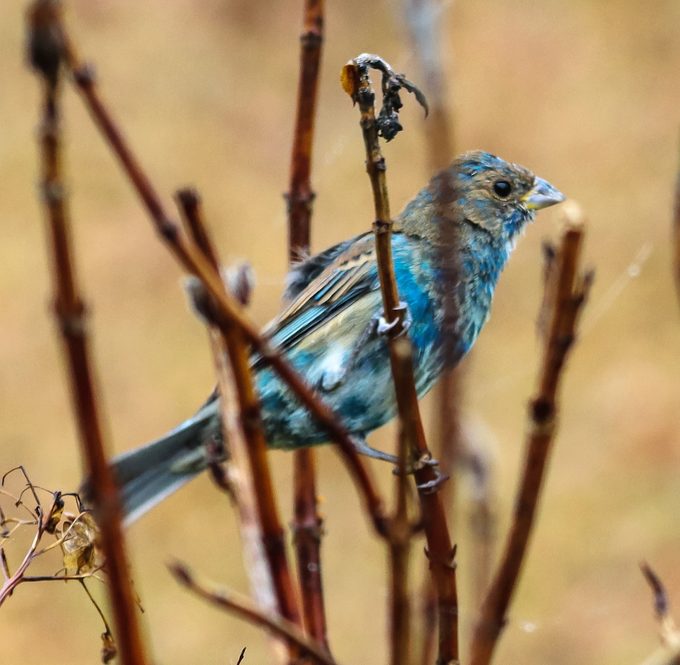 indigo bunting