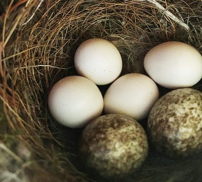 Eastern phoebe nest and eggs