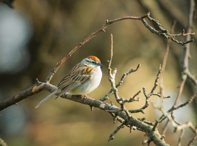 chipping sparrow