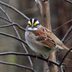 How to Identify a White-Throated Sparrow