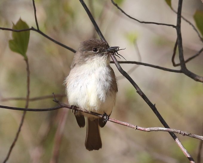 eastern phoebe