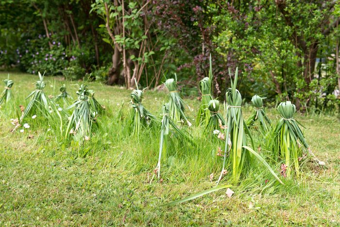 Tied Up Past Bloom Flowering Daffodils, Narcissus, In A Garden As A Clump With An Almost Human Eerie Feel Almost As A Bunch Scarecrows?