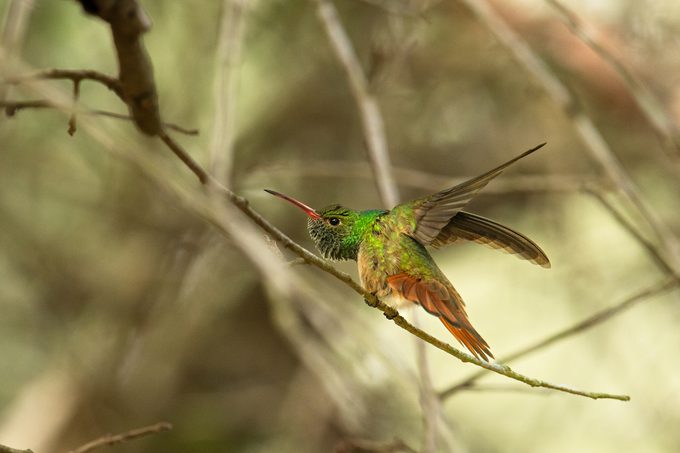 buff-bellied hummingbird