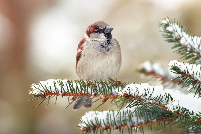 House Sparrow (passer Domesticus)