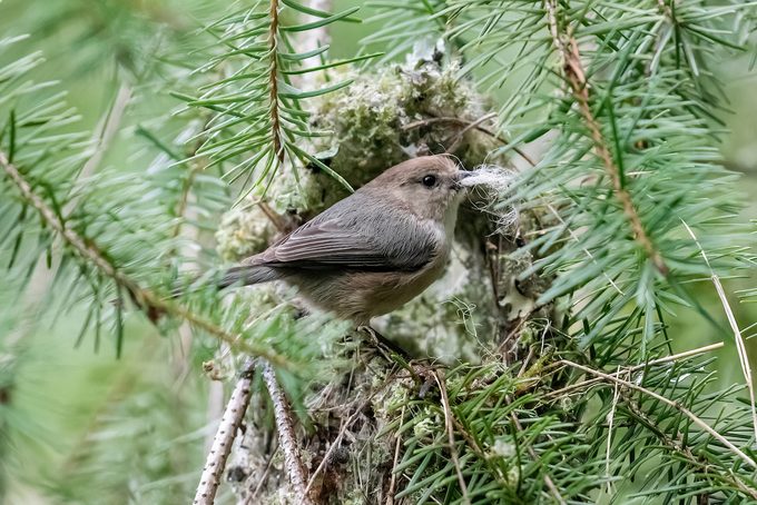 Amy Williams Nest 1