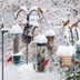 7 Biggest Bird Feeding Myths You Should Stop Believing
