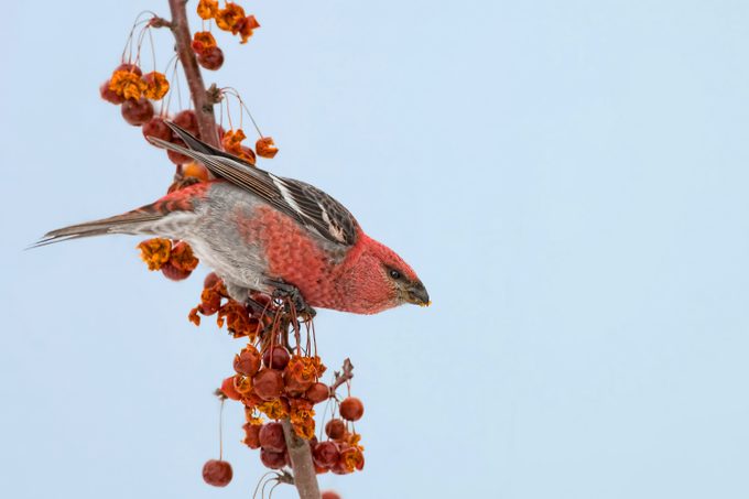 Male Pine Grosbeak, Pinicola Enucleator, With Crabapples