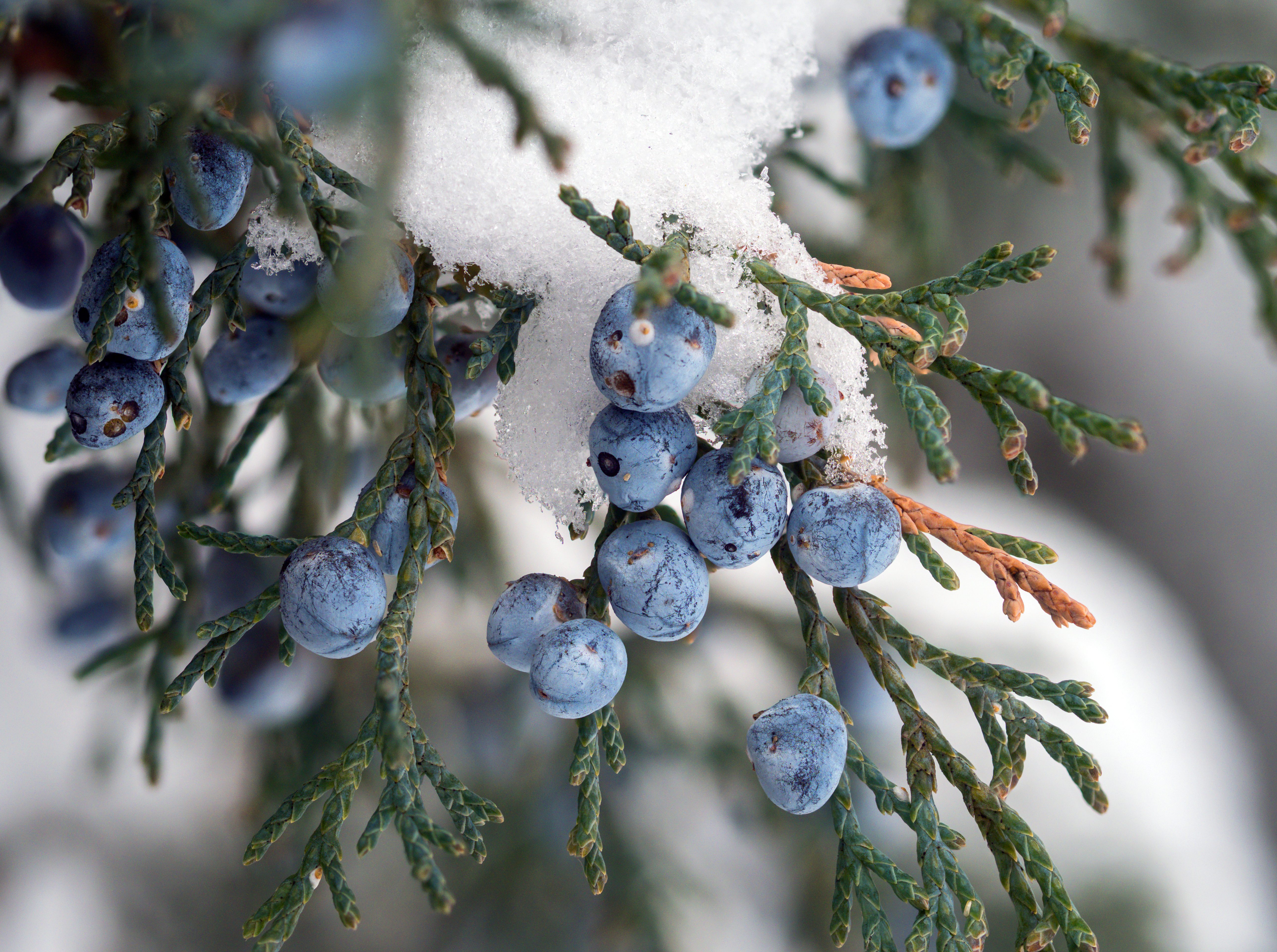 Berries Of Juniper (juniperus) Hang On A Snow Covered Branch.