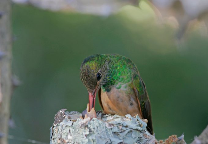 Buff-Bellied Hummingbird Feeding Chick in Nest