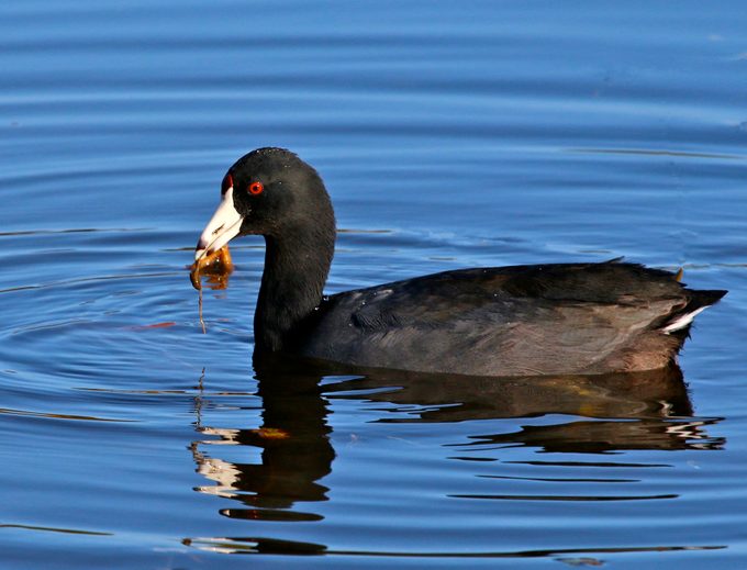 American coot (Fulica americana) in water eating fish