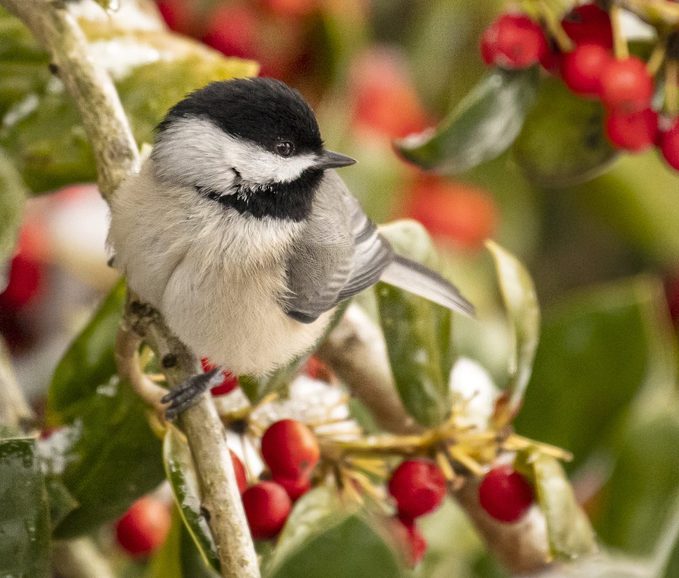 Janegamble Hollychickadee
