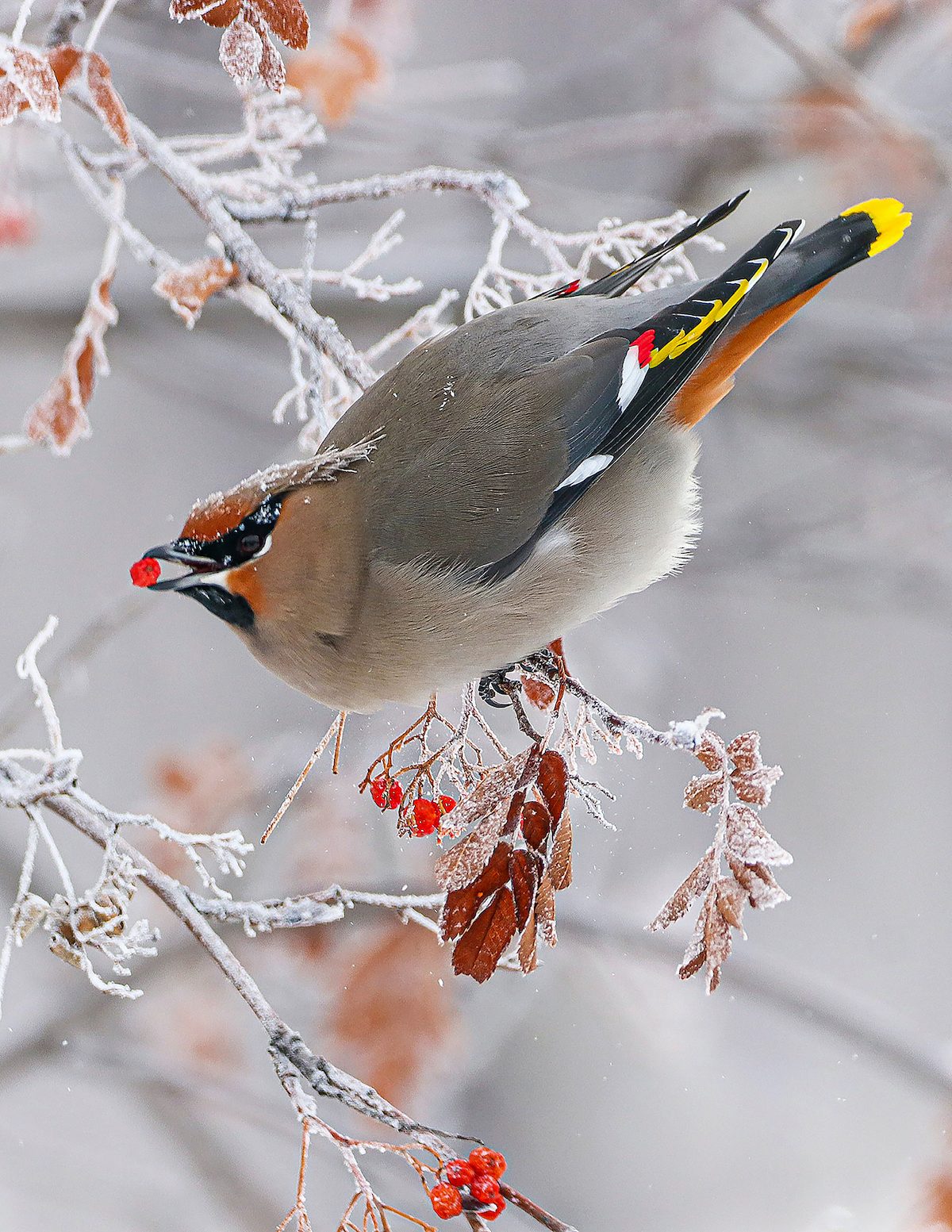 Lilly Hiebert Cedarwaxwingsash
