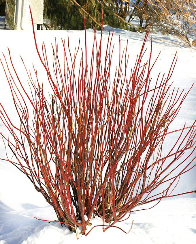 Pw Cornusstolarcticfire