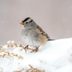 7 Fascinating Sparrow Facts You Should Know