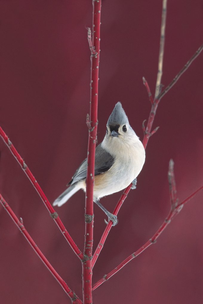 Tufted Titmouse Btt0379