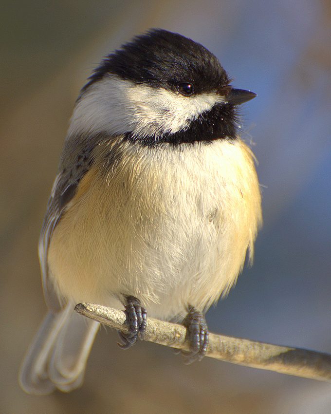 black-capped chickadee