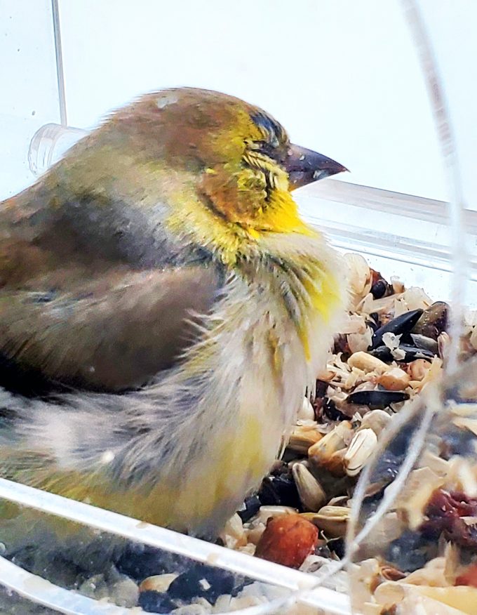 finch eye disease American goldfinch