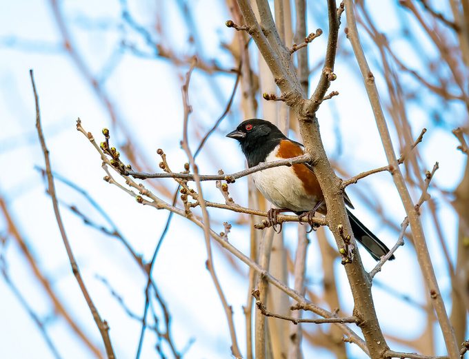 spotted towhee