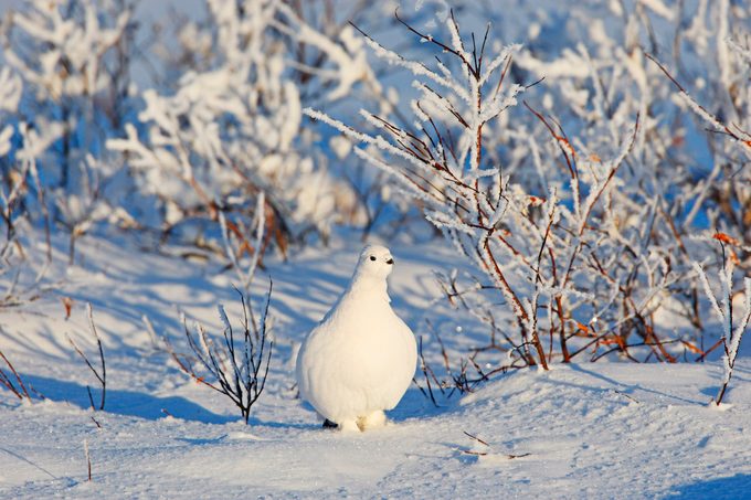 Willow Ptarmigan bird feet