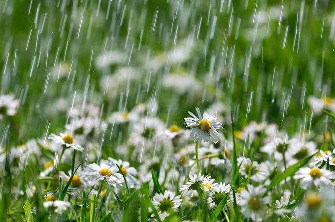 rain garden