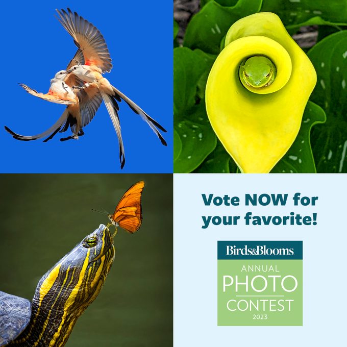 2023 Photocontestvotingcallout