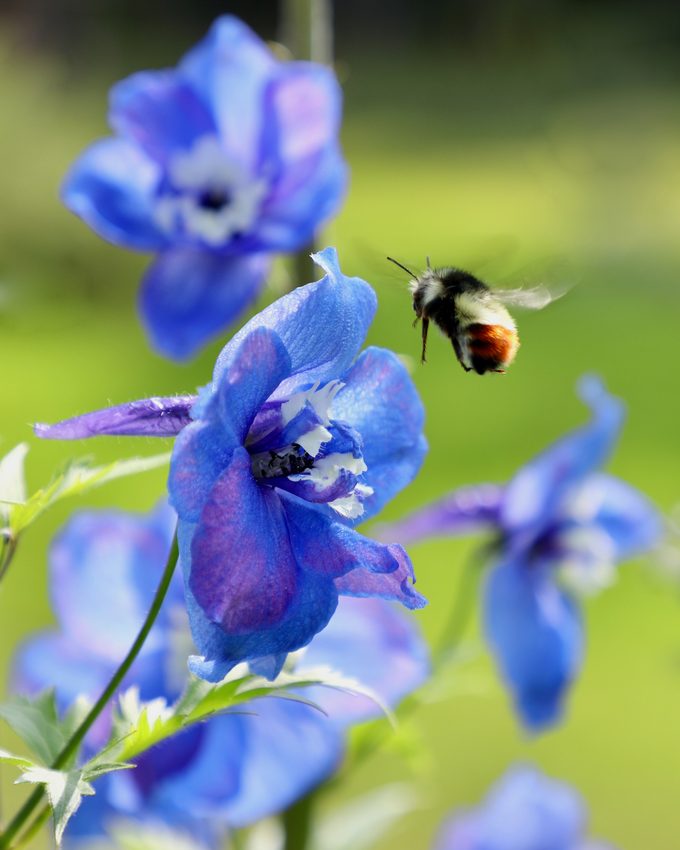 Magic Fountains delphinium