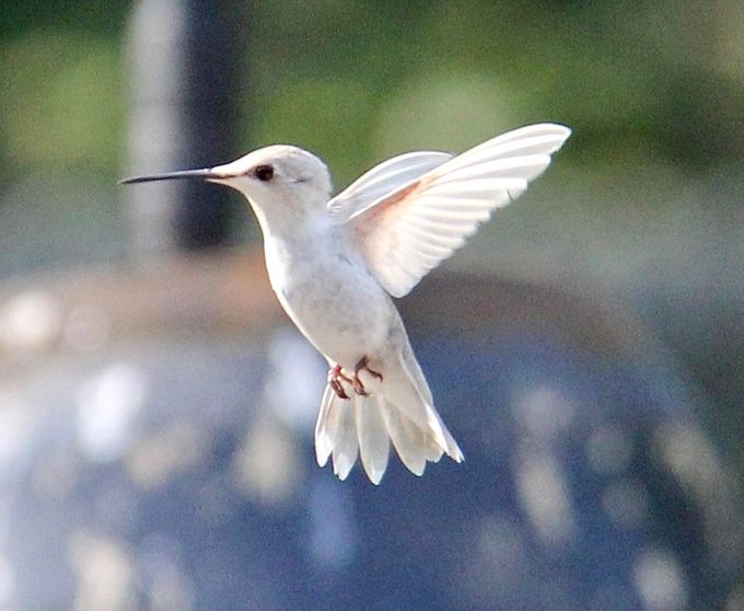 white hummingbird