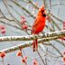 What Does a Cardinal Song Sound Like?