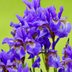 Iris Not Blooming? Here's What to Do